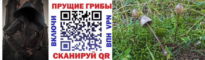 Галлюциногенные грибы мицелий  Купить закладки  Западная Двина 